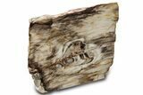 Gorgeous Polished Petrified Wood Stand-Up - Washington #297298-2